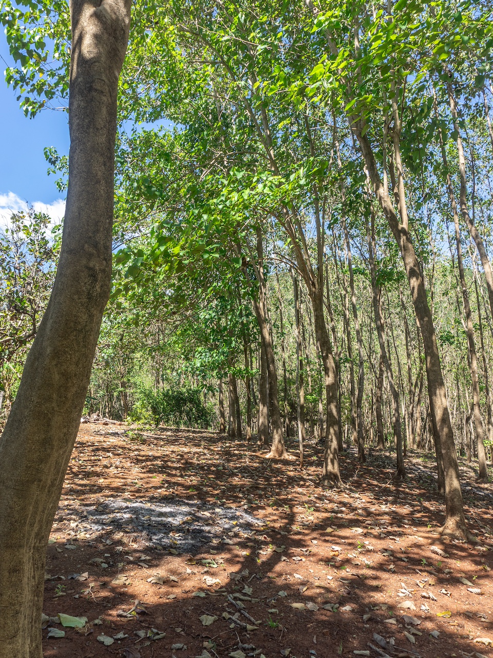 Finca en San Pedro — 3